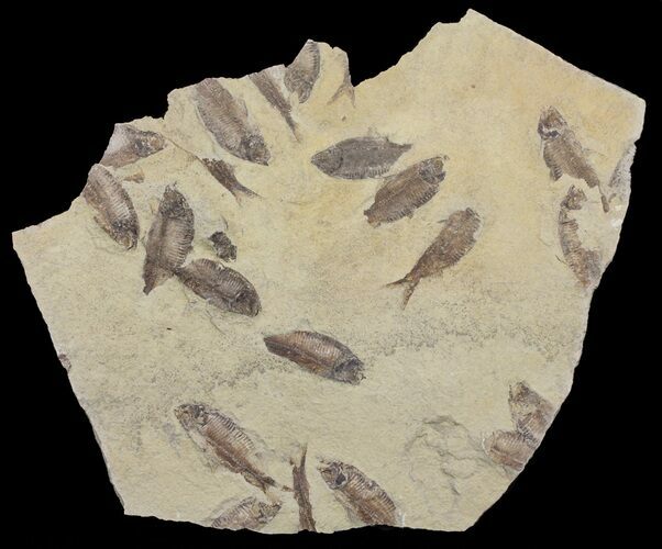 Fossil Fish (Gosiutichthys) Mortality Plate - Lake Gosiute #61571